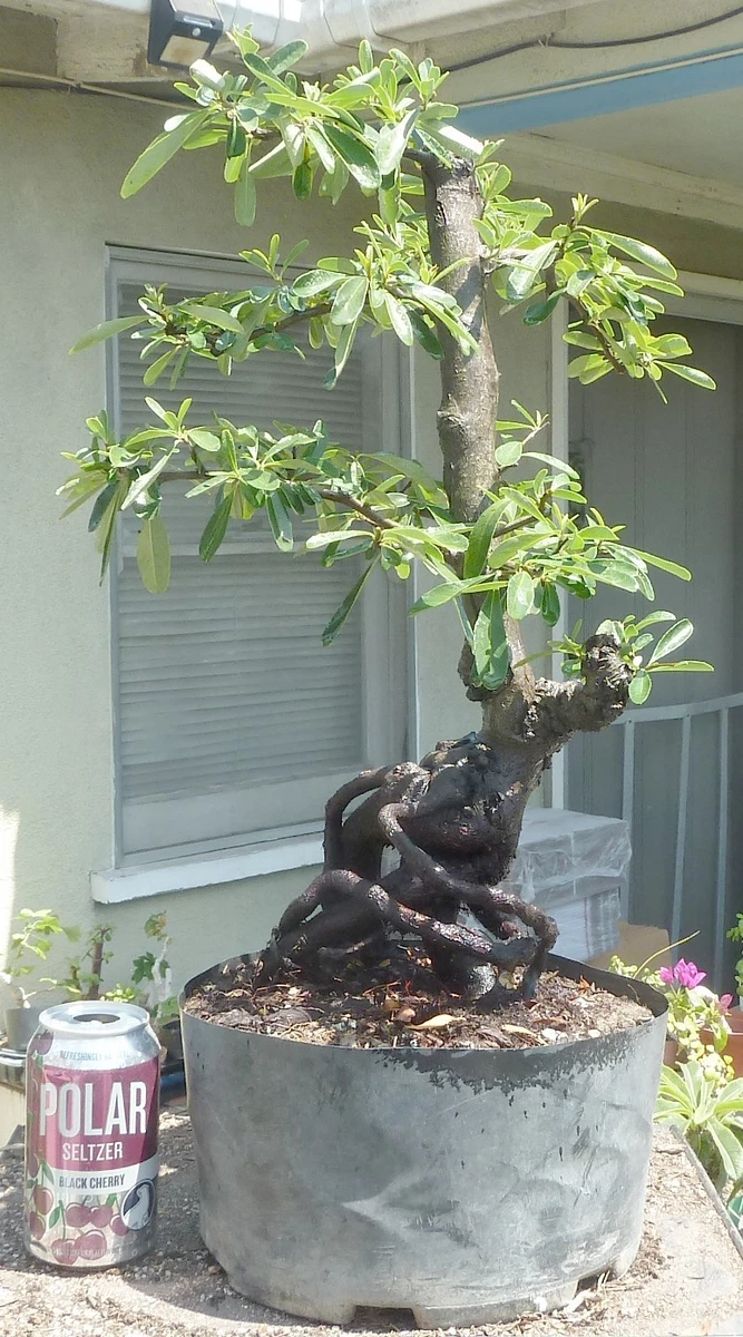 ficus bonsai plant Buy Tiger Bark Ficus Bonsai Tree main image 0