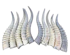 Blesbok Horn, 1 African Antelope Horn Size Approx. 14", 1 buck horn, 1 deer horn