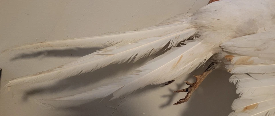 Bonito escudo taxidermia albina vintage raro volador "faisán blanco"  Foto 4 de 4