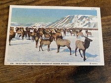 Vintage Elk Herd On The Feeding Grounds Jackson Wyoming Postcard