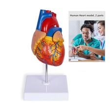 breesky Life Size Human Heart Model, Anatomically Accurate 2-PartMedical Model w