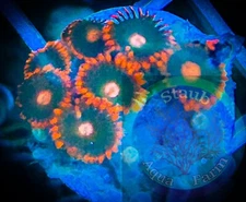 SAF~ “WYSIWYG” Gatorade Zoanthid Coral Frag, Palythoa, Paly, Zoa, Live Colony