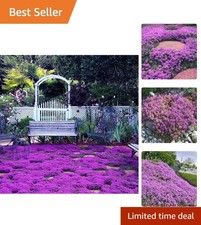 Creeping Thyme Thymus Serpyllum Seeds - 20000 Count for Lush, Fragrant Gardens