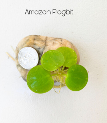 Amazon Frogbit - Floating Live Plant+ 2 Free Bonus Plants    Buy 2 Get 1 Free!!!