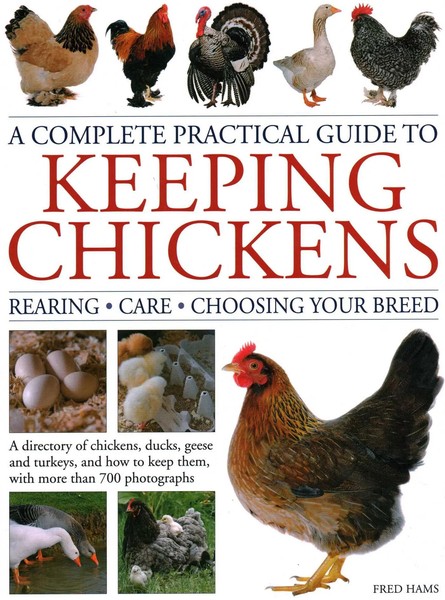 Keeping Chickens, Complete Practical Guide To | Fred Hams | Englisch | Buch-image
