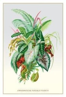 Ornamental Foliage Plants - VERY GOOD