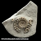 Microderoceras Cymbites Ammonite Fossil Block Lyme Regis Jurassic UK Lower Lias