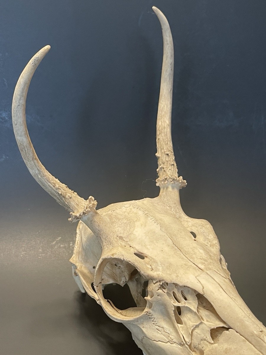 蝦夷鹿hunting trophy（deer skull）アシンメトリー s-l1200.jpg