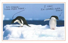 Adelie Penguins Contemplate Frigid Antarctic Waters Postcard