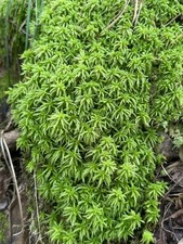 One Tray Live Long Fiber Organic Sphagnum Moss Orchids Carnivorous Plants
