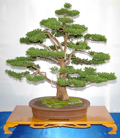 Cryptomeria japonica, Japanese Cedar, Great as a bonsai - 200 Sementes |  eBay