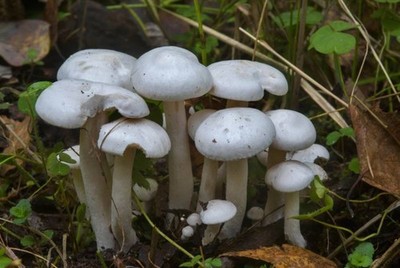 Leucocybe connata Clustered White Mushroom Dry Grain Mycelium Worldwide 181