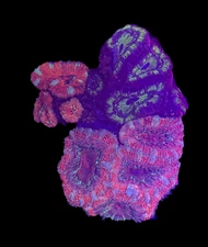 WYSIWYG 3-Pack Acan Coral Live Coral for Reef Saltwater Aquarium