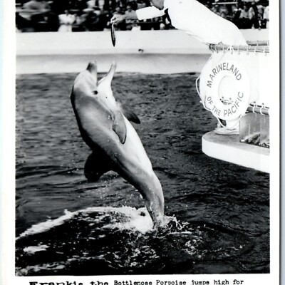 c1950s Palos Verdes, CA Marineland RPPC Bottlenose Dolphin Real Photo PC A132
