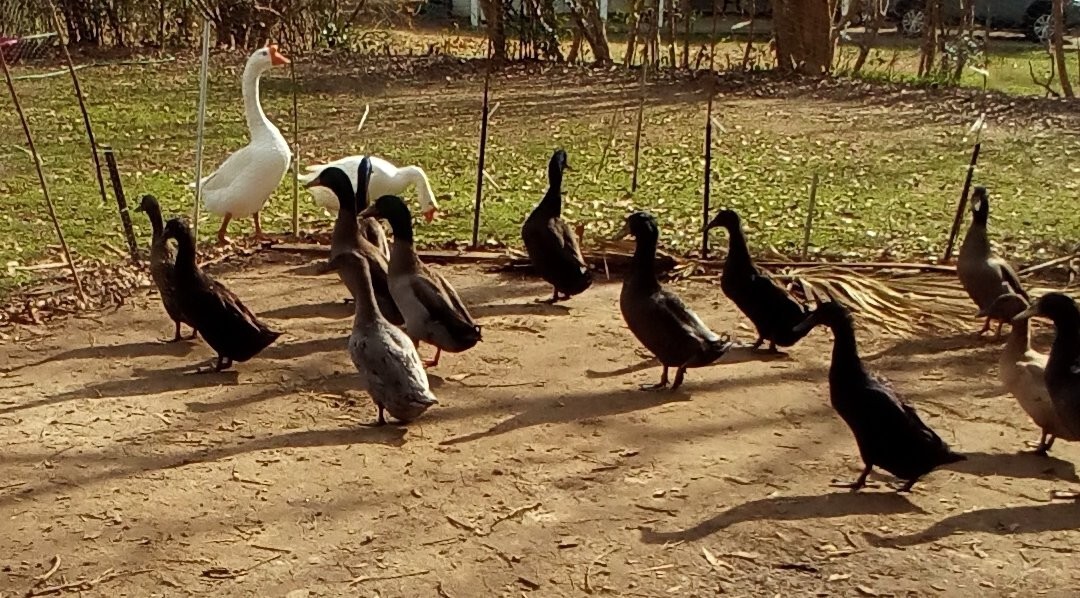 SPRING SALE!! 8 Fresh and Fertile Runner x Rouen duck eggs Terrific Egg