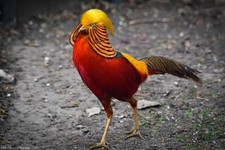  PRE-SALE  6 Red Golden pheasants hatching eggs