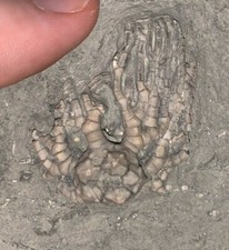 Fossil CRINOID CYATHOCRINITES 1.5 Inches! Mississippian Crawfordsville Indiana