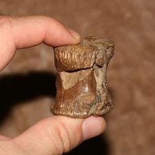 Theropod Vertebrae - Dinosaur Fossil - Hell Creek Formation Cretaceous