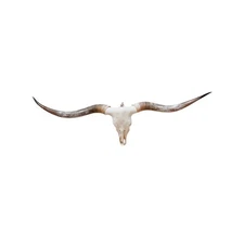 Texas Longhorn Skull | Legacy Art Piece | One of a Kind 855 