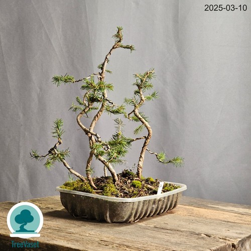 Bosco Bonsai di Picea Abies Bonsai Forest Spruce Outdoor Abete Rosso 32cm Alt - Foto 9 di 10