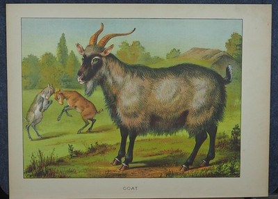 Kid Goats Billy Goat Antique Art Print Lithograph 1881