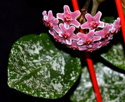 Hoya Carnosa  Freckles Splash with new grow ready to bloom