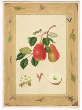 Hand Miniature Painting Of Fruits - Real Gold & Gouache On Paper 10x14 Inches