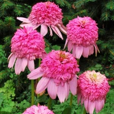 50 Butterfly Kisse Coneflower Seeds Echinacea Perennial Flower Flowers US SELLER