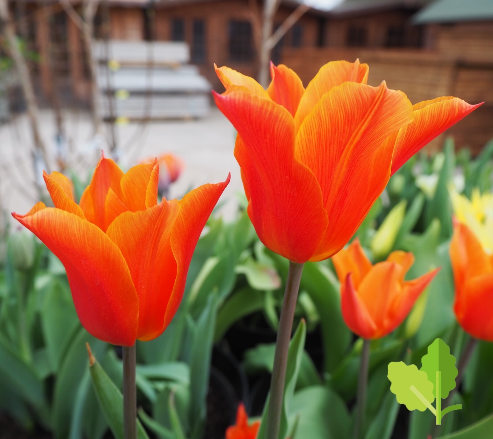 1 20 50 100 250 Ballerina Bright Orange Lily Tulip Bulb Spring Garden