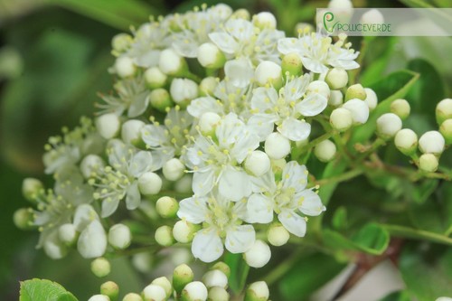 Bonsai di Pyracantha Coccinea (166) - Foto 7 di 7