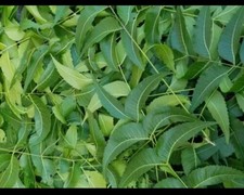 Freshly Picked 100 Dried NEEM LEAVES Ceylon Herbal Pure Organic Premium Quality