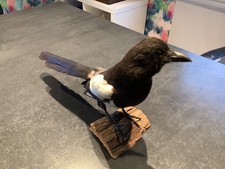 taxidermie oiseaux :  PIE