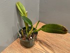 Blc. Newberry Orange Crush `Contrast' Cattleya Orchid Plant — photo 3