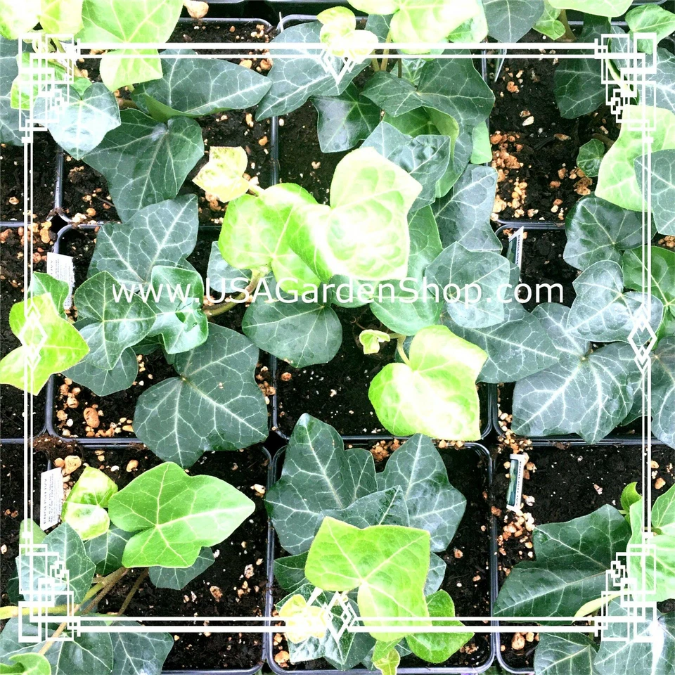 Hedera helix plant Feng Shui Plant Chang Chun Teng Dây thường xuân 10 LIVE Cut - Image 4 of 4