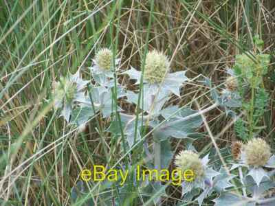 Foto 6x4 Stechpalme (Eryngium maritimum) Bryn Du\/SH3472 Die Stechpalme li c2007