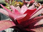 Vriesea David Shiigi Hybrid ‘Pupukea Sunset’ Bromeliad Bromeliads — photo 1