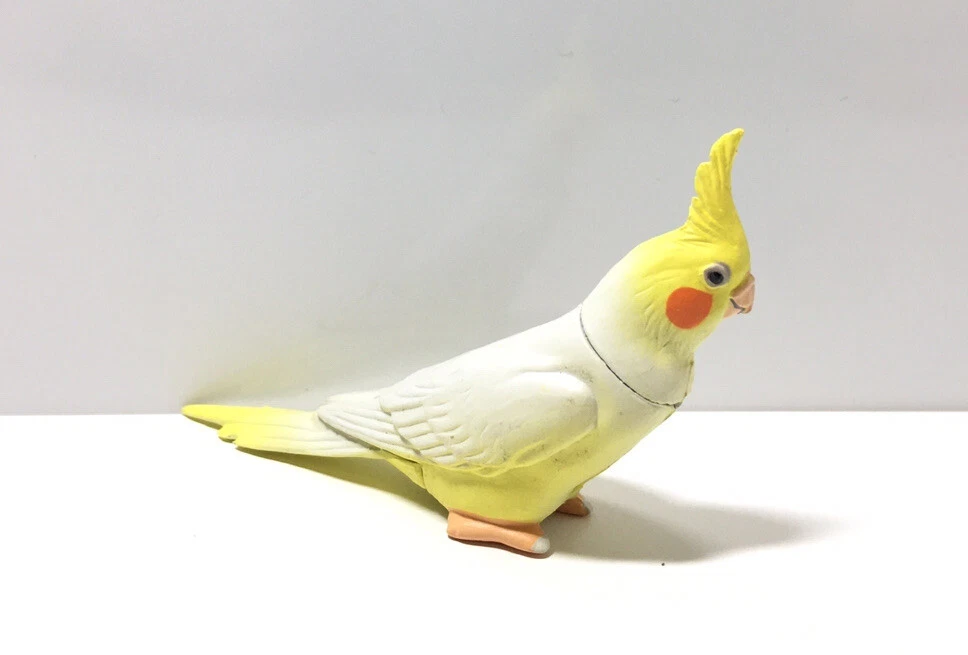 Cockatiel for top sale ebay