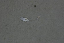 Universal Geneve  285 - 287 part 8320 Ressort d'embrayage Coupling clutch spring