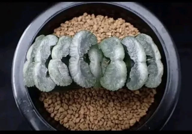 Haworthia Truncata cloud nice Succulent plant
Opens in a new window or tab