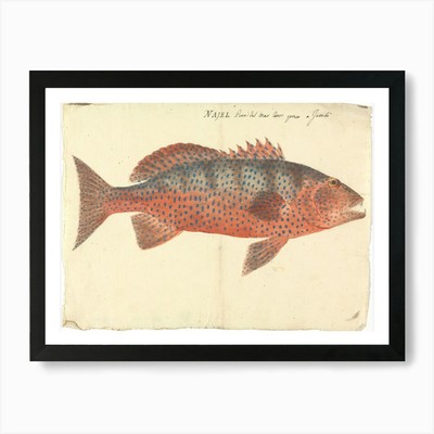 Unbekannter Fisch, Luigi Balugani (gerahmtes Wandbild Poster Leinwanddruck Bild