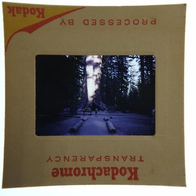 Vintage Kodachrome 35mm Slide Giant Sequoia Tree National Park Nature Photo