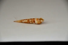 Rare Specimen Terebra fenestrata - 49.5 mm - Taiwan