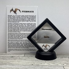 Pterosaur Extinct Dinosaur Tooth Fossil with Display Case