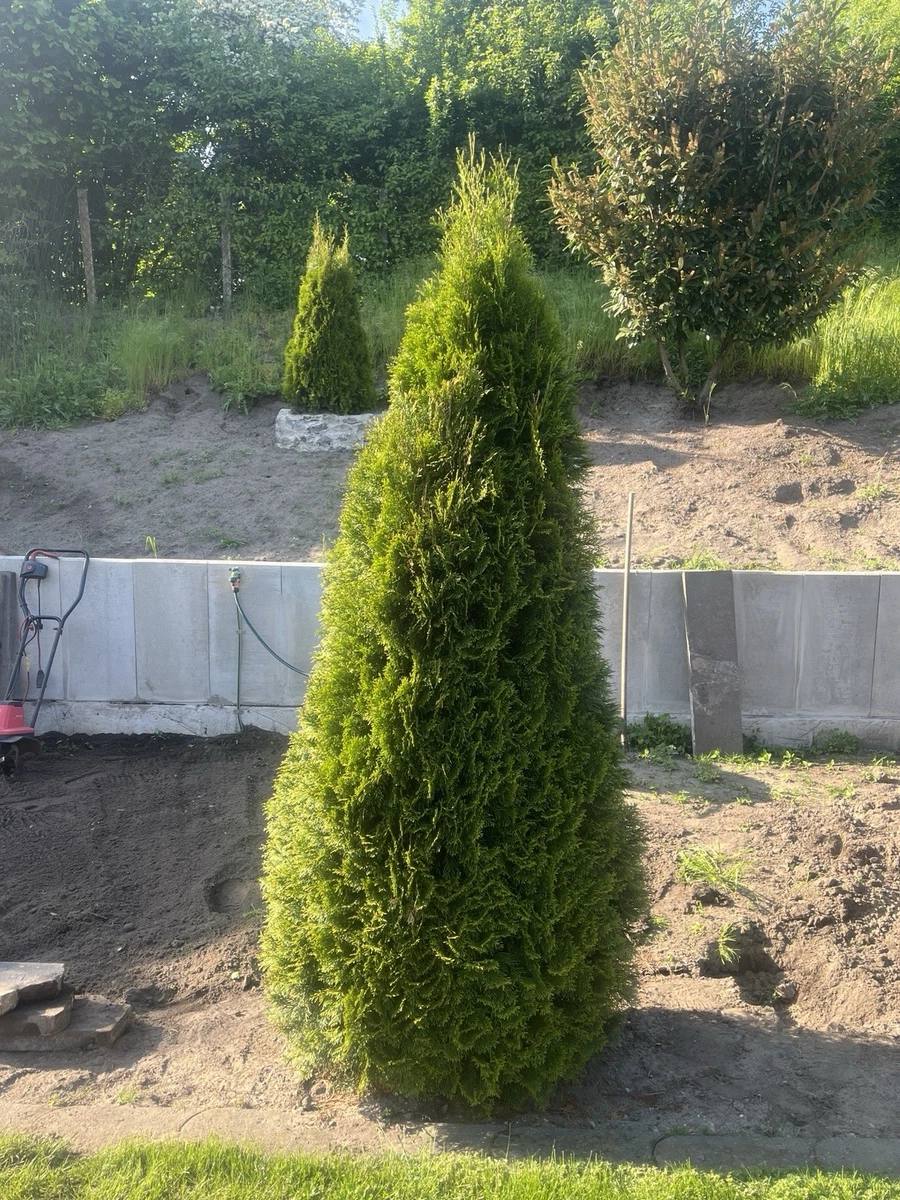 Thuja (Lebensbaum) fr den Herbst Ausgewachsene Pflanze Pflanzen, Strucher  & Hecken online kaufen | eBay.de