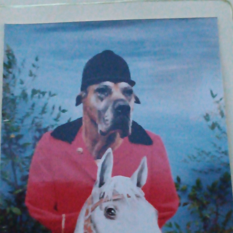 Great Dane Dog Photo/Print in Red Riding Coat, Black Helmet, White Horse