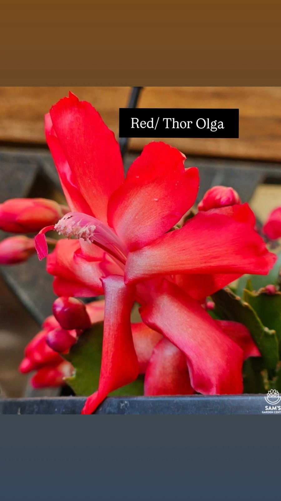 5 CUTTINGS From 5  Different Color NO Roots Thanksgiving/ChristmasCactus Labeled