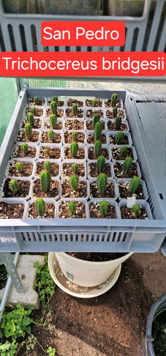 San Pedro Kaktus online kaufen | eBay