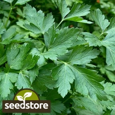 Italian Dark Green Parsley Seeds | Heirloom / Non-GMO | Free Shipping | 1135