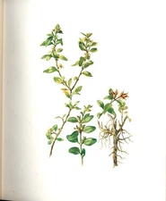 Original Old Antique Print Perrin Ltd Ed 1914 Flowering Plant The Box 20th