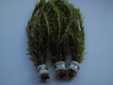 BUNCHED LEADED ELODEA DENSA AQUARIUM PLANTS AQUATIC LIVE FISH TANK POND WATER